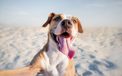 海边狗写真,忠诚犬影——海边写真下的温馨瞬间