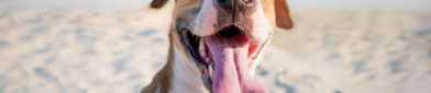 海边狗写真,忠诚犬影——海边写真下的温馨瞬间